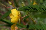 Partridge pea